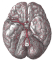 Gray's Anatomy illustration of the brainstem