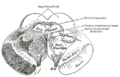 Diagram of the human brain