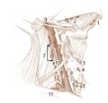 Illustration of lymphatic chain