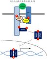 JAK3 signal transduction pathway