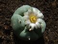 Peyote