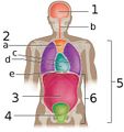 Pelvic cavity