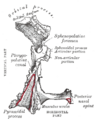 Palatine bone