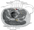 Muscular anatomy around hip joint