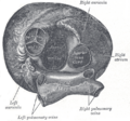 Pulmonary valve