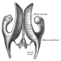 Horizontal section of the brain showing the third ventricle