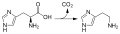 Histidine Decarboxylase Enzyme