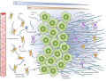Tumor hypoxia