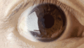 Voluntary pupil dilation