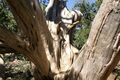 Tree at Yavapai Point, Grand Canyon, Arizona