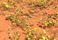 Devil's thorn flower (Tribulus zeyheri) in the Kalahari
