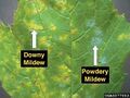 Powdery mildew