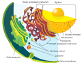 Cell (biology)