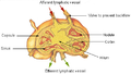 Illustration of lymph node structure