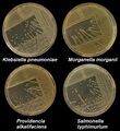 Klebsiella pneumoniae, Morganella morganii, Providencia, Salmonella typhimurium