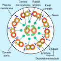 Eukaryotic Flagellum