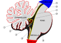 Hindbrain