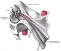 Eardrum
