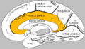 Medial surface of right brain