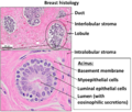 Normal Breast Histology
