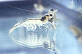 Decapod