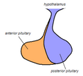 Diagram of the pituitary gland