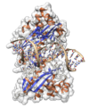 EcoRV Structure