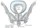 Muscles of the female perineum