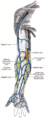 Gray's Anatomy illustration 574
