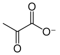 Pyruvate skeletal