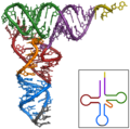 Yeast tRNA-Phe 3D structure
