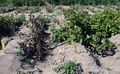 Potato field trial