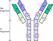 Antibody Chains