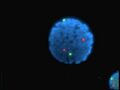 Fluorophore
