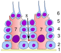 Germinal epithelium testicle