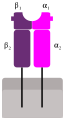 Superantigen