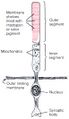 Photoreceptors: Rod and Cone cells