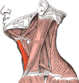 Sternohyoid muscle