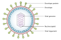 Diagram of the viral tegument structure