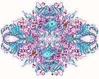 Lactase