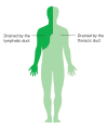 Diagram showing the parts of the body the lymphatic and thoracic ducts drain