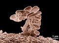 E. coli at 10000x