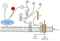 Formation of the Membrane Attack Complex