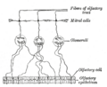 Olfactory epithelium
