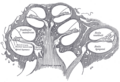 Cross-section of the cochlear duct