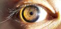Pupil
