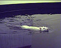 Laboratory_rat