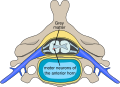 Polio spinal diagram-en