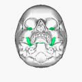 Seen from below (mandible is removed)