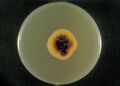 Trichophyton rubrum on agar